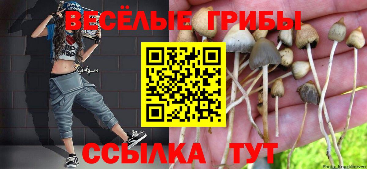 Псилоцибиновые грибы Cubensis  Галлюциногенные грибы прущие грибы  Чехов  Вход с VPN 